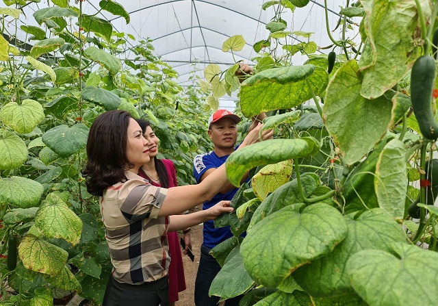 Sản xuất rau sạch, an toàn: Kinh nghiệm từ HTX Quang Điệp