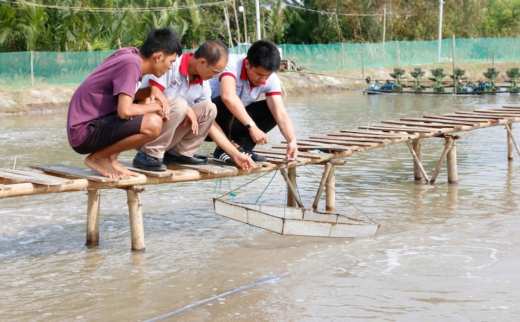 Bình Đại phát triển nghề nuôi tôm công nghệ cao 2 giai đoạn