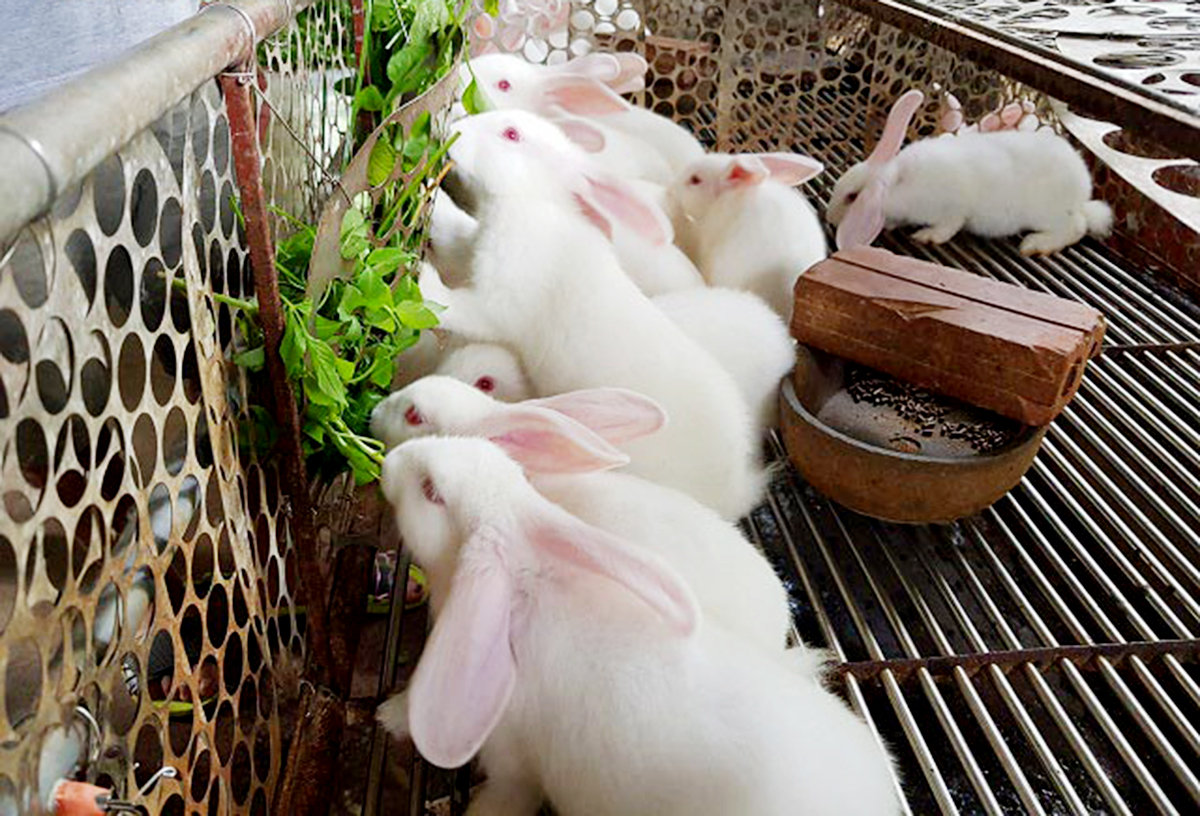 Vươn lên làm giàu nhờ liên kết nuôi thỏ