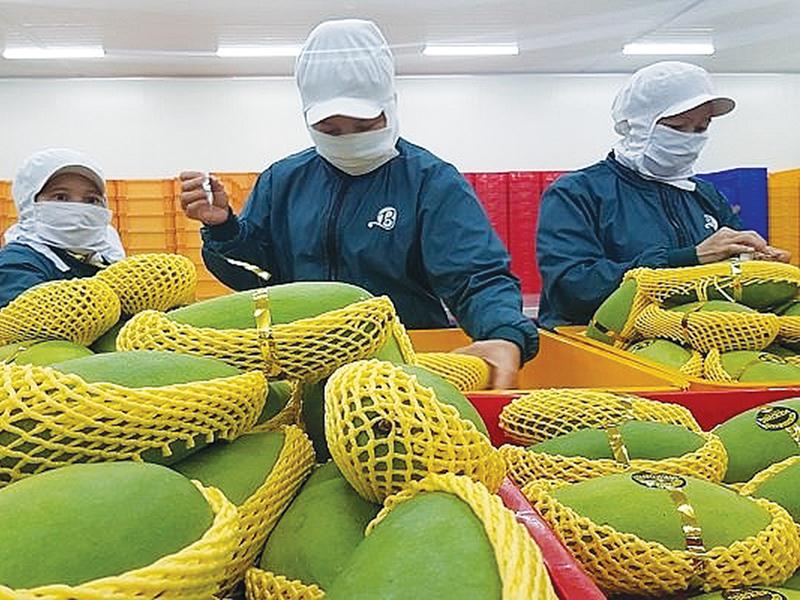 Xuất khẩu rau quả và 'giấc mơ' vào tốp 5 thế giới