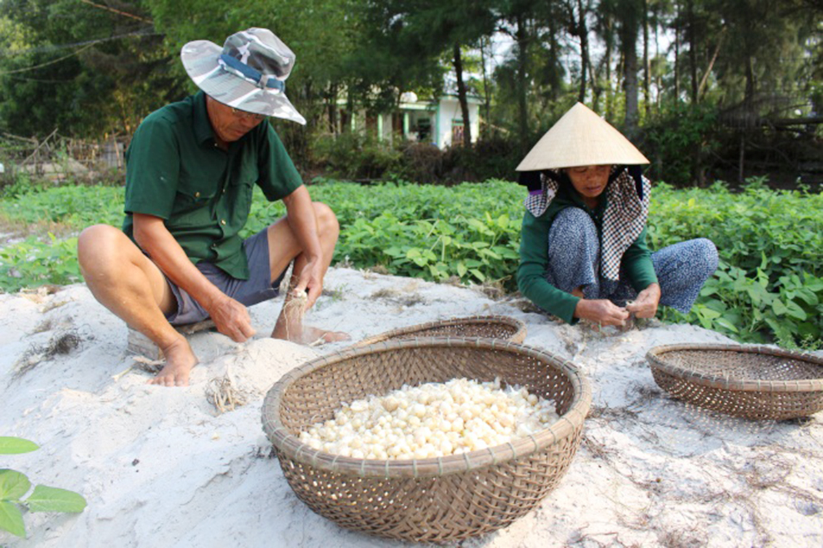 Vùng cát Hải Lăng chuyển mình nhờ trồng ném sạch