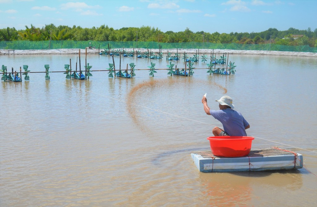 Người dân Phú Tân hưởng lợi nhờ học nghề nuôi tôm siêu thâm canh