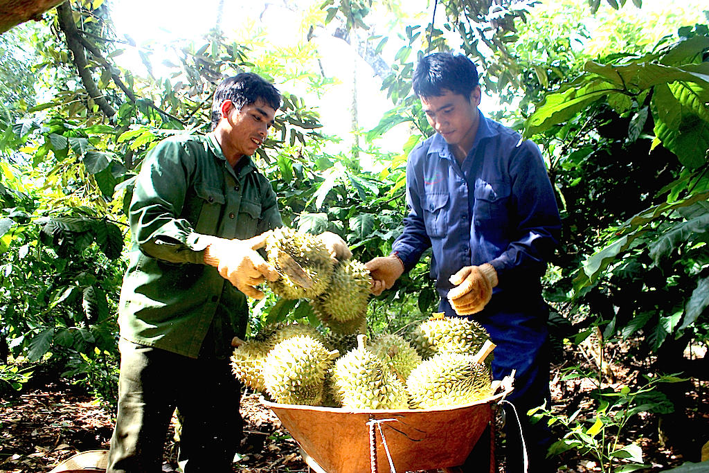 Chuyển đổi trồng sầu riêng giúp dân Chư Păh tăng thu nhập