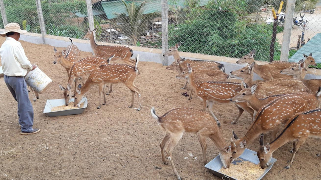 Hiếu Liêm làm giàu từ nuôi hươu, nai và cây có múi