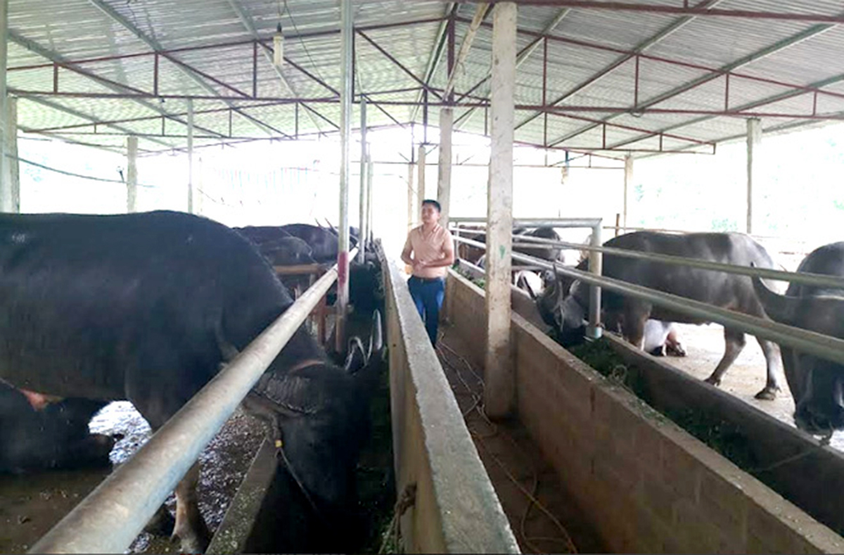Chăn nuôi theo chuỗi giúp phát triển kinh tế ở Yên Bình