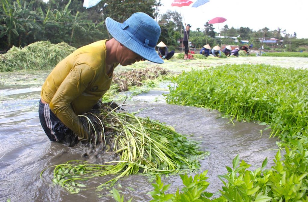 Gia Kiệm nâng chất nông thôn mới từ nông sản sạch