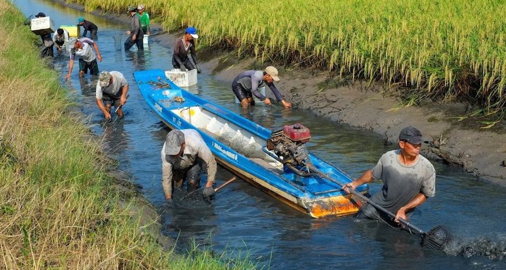 Phước Long giúp dân thạo nghề nuôi trồng lúa - tôm