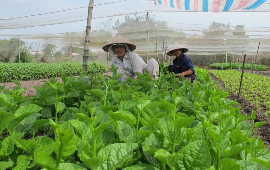 Mô hình trang trại trồng rau trên núi của 7 chàng trai dân tộc Tày  Xã hội   Vietnam VietnamPlus