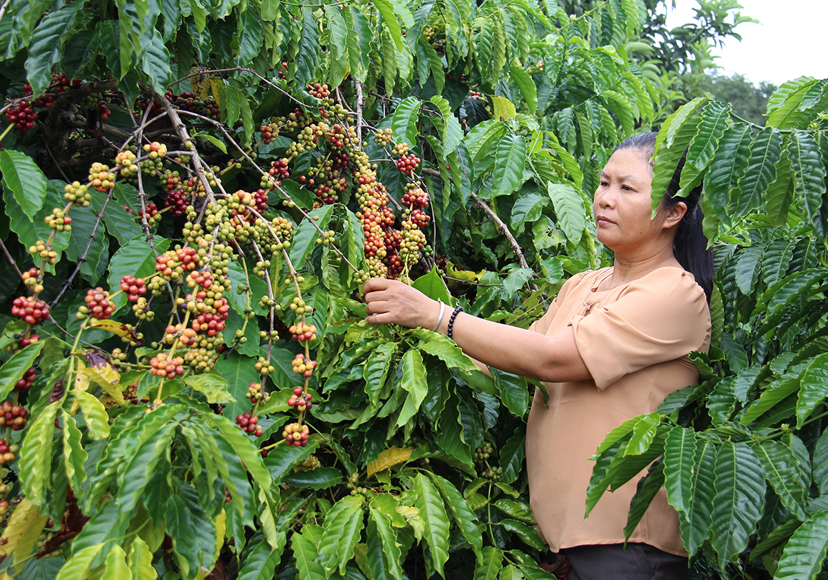 Khoa học kỹ thuật tạo bước ngoặt cho HTX Ea Wy