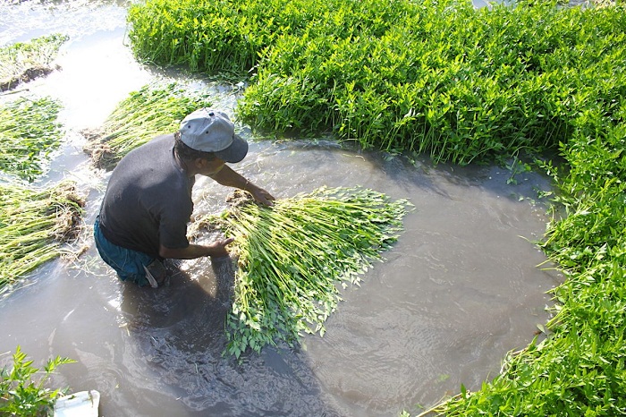 Vĩnh Thanh: Đổi thay từ nông thôn mới nâng cao
