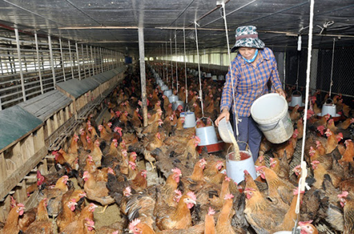 Chăn nuôi xóa nghèo, mở hướng làm giàu ở Minh Quán