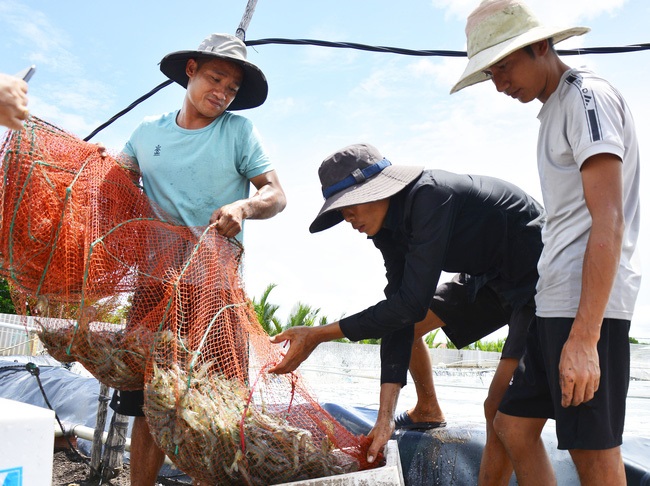 Sản xuất thích ứng biến đổi khí hậu nhờ nuôi tôm, cua kết hợp