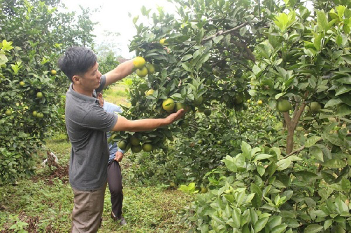 Hái quả ngọt nhờ liên kết trồng cây ăn quả VietGAP