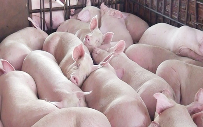 Thị trường nông sản ngày 10/12: Giá lợn hơi tăng mạnh tới 4.000 đồng/kg, cà phê giảm nhẹ