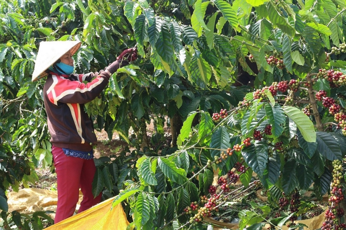 Thị trường nông sản ngày 14/12: Giá cà phê trầm lắng, lợn hơi và tiêu tăng nhẹ