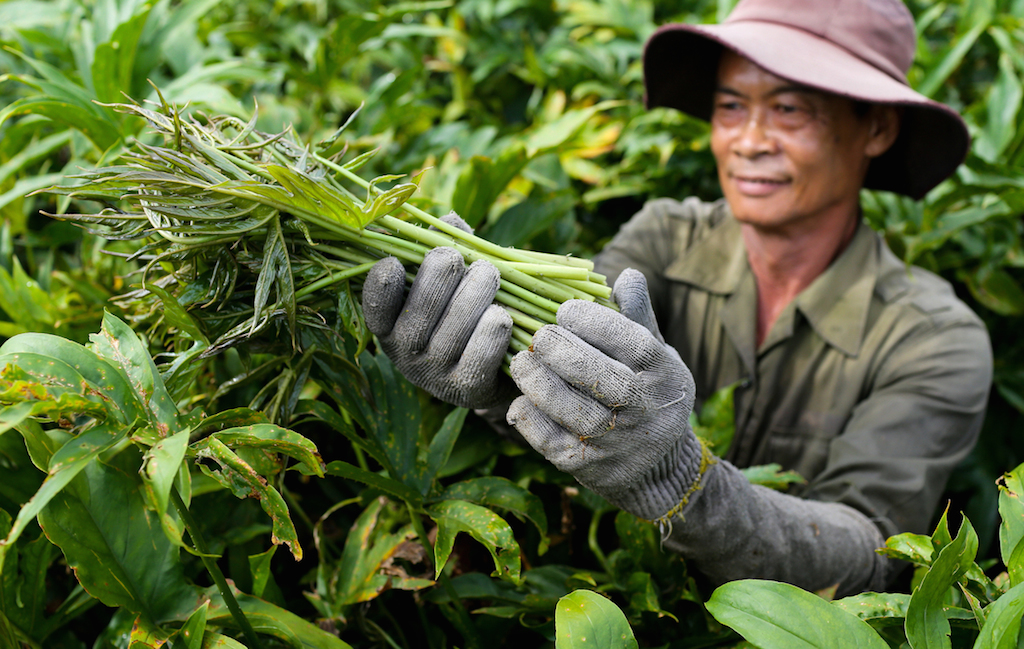 Nông thôn mới Trung An vươn lên nhờ chuyển đổi cơ cấu nông nghiệp