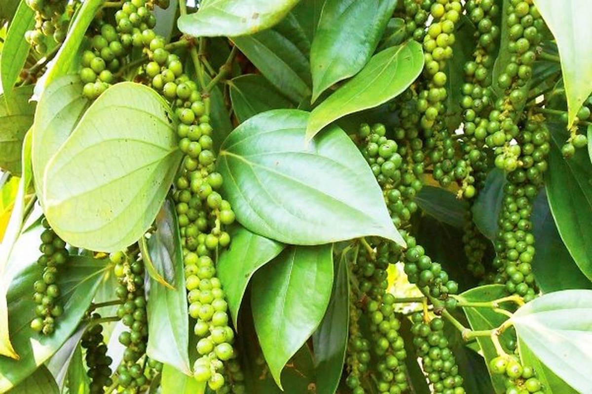 Thị trường nông sản ngày 17/12: Giá tiêu và lợn hơi biến động trái chiều, cà phê tiếp đà tăng nhẹ