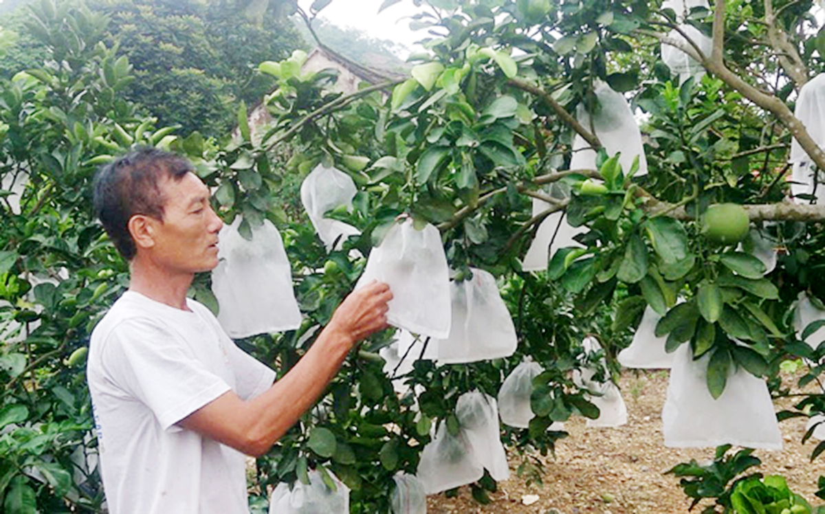 Võ Nhai phát huy hiệu quả trồng cây ăn quả