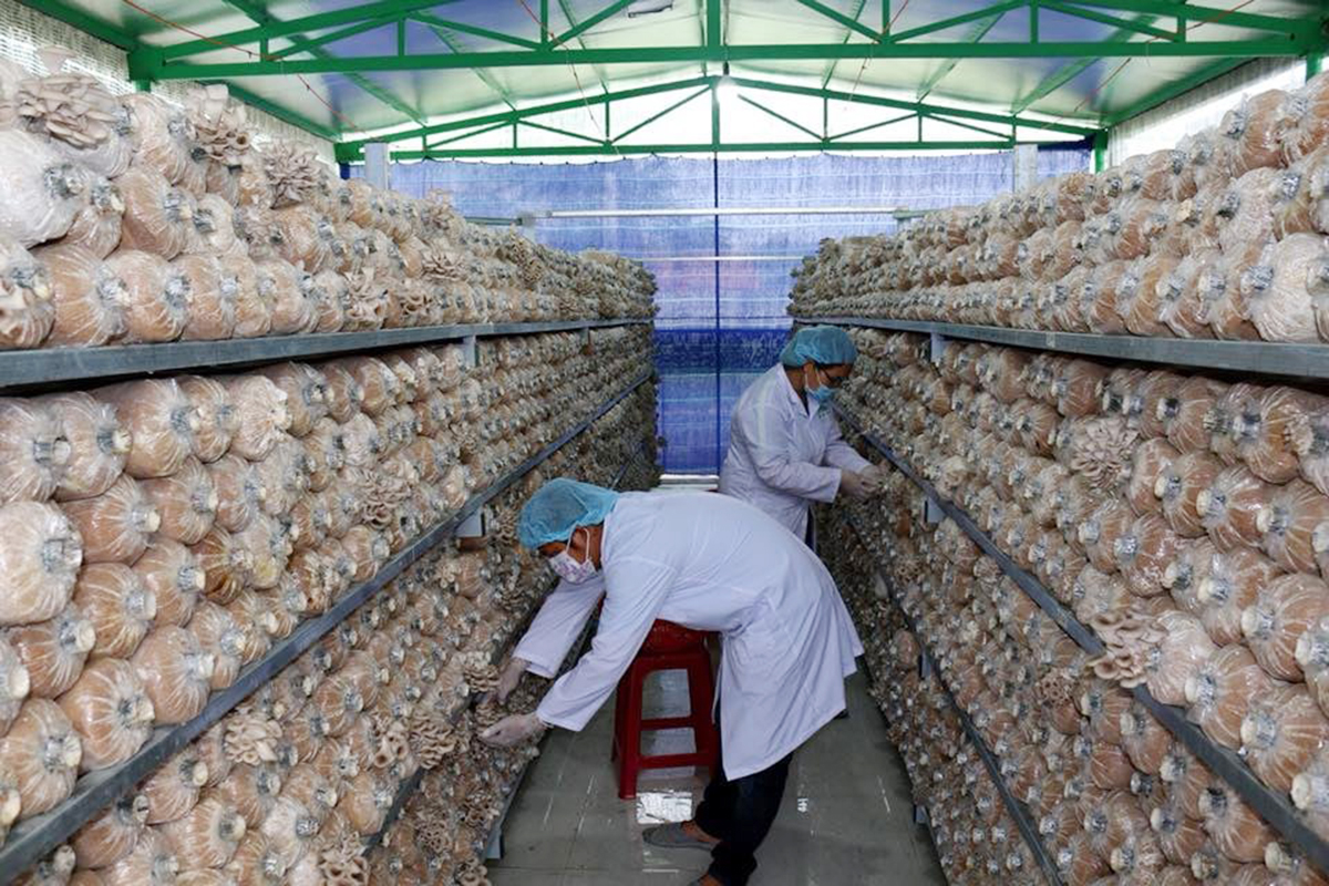 HTX chinh phục thị trường bằng sản phẩm nấm sạch