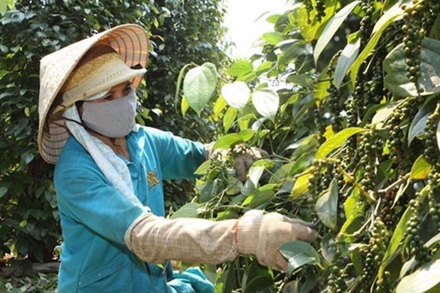 Thị trường nông sản ngày 19/12: Giá tiêu, cà phê và lợn hơi cùng giảm