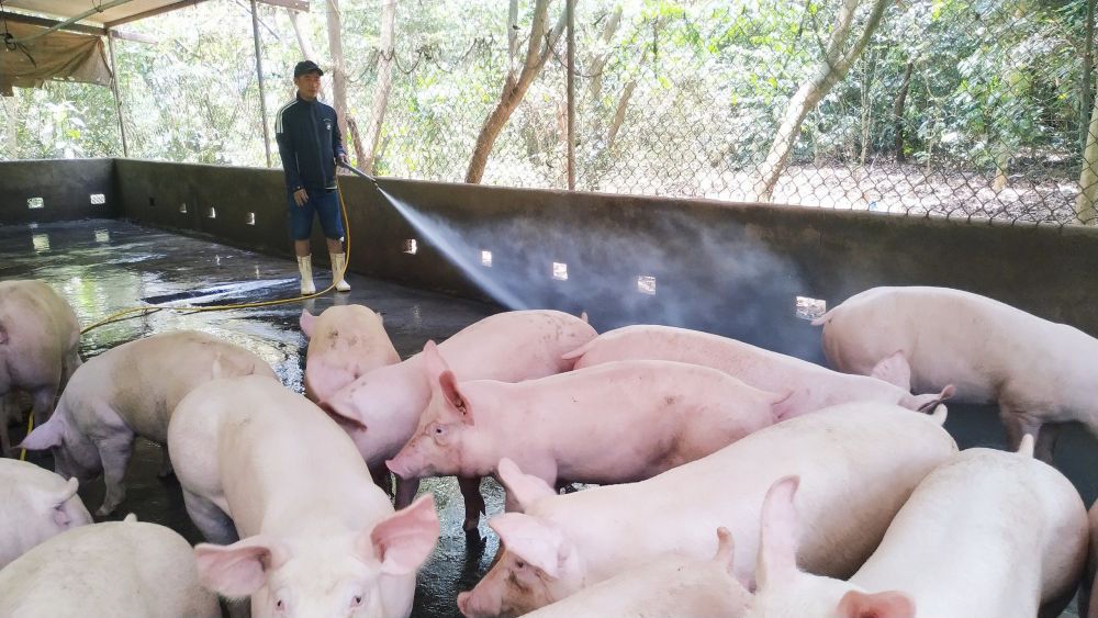 Thị trường nông sản ngày 21/12: Giá lợn hơi biến động trái chiều, cà phê giảm nhẹ, tiêu ổn định