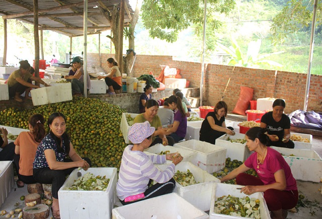 HTX Hương Ngàn: Sản xuất tinh dầu góp phần xây dựng lối sống xanh