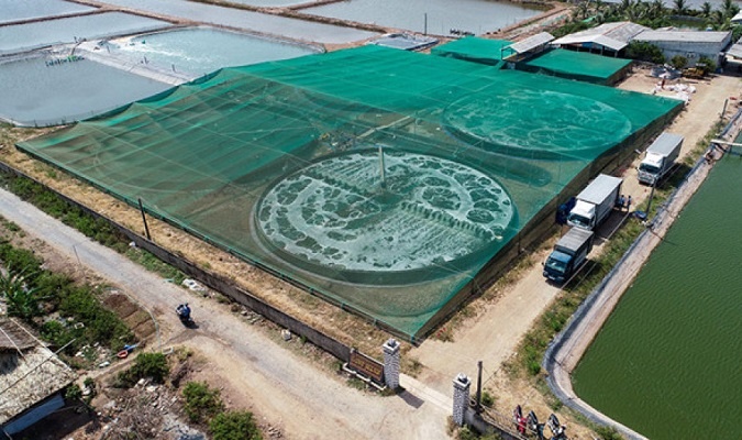 Quảng Ninh Hơn 60 vạn tôm giống được thả theo mô hình nuôi tôm thẻ chân  trắng công nghiệp quy mô nhỏ liên kết hợp tác theo chuỗi giá trị  Báo