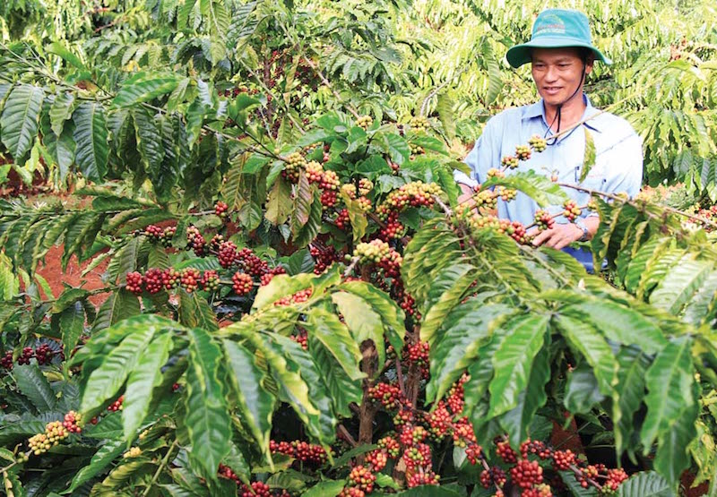 Thị trường nông sản ngày 23/12: Giá cà phê ổn định, lợn hơi tiếp đà tăng, tiêu giảm nhẹ