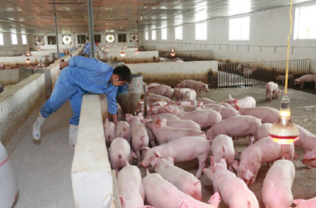 Thị trường nông sản ngày 24/12: Giá lợn hơi áp sát mốc 80.000 đồng/kg, giá tiêu tiếp đà giảm mạnh