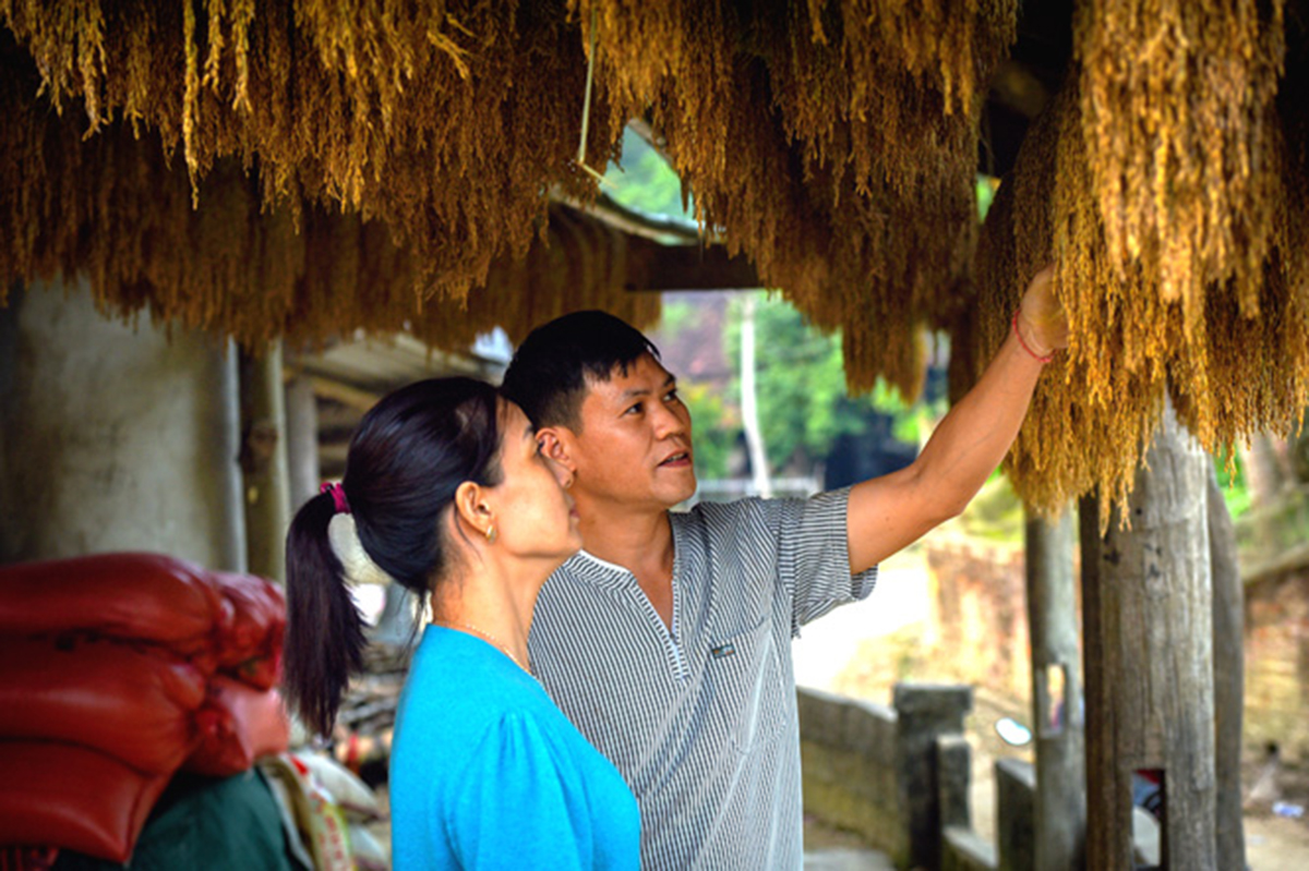 Dẻo thơm hương nếp Thượng Nông