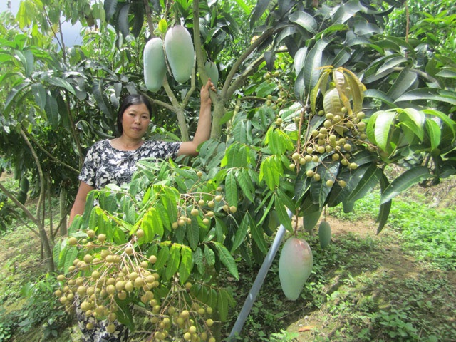 Suối Bàng: Trồng cây ăn quả gắn với xây dựng nông thôn mới