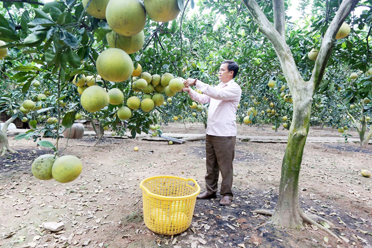 Vĩnh Tường thêm 'bệ phóng' cho nông nghiệp sạch