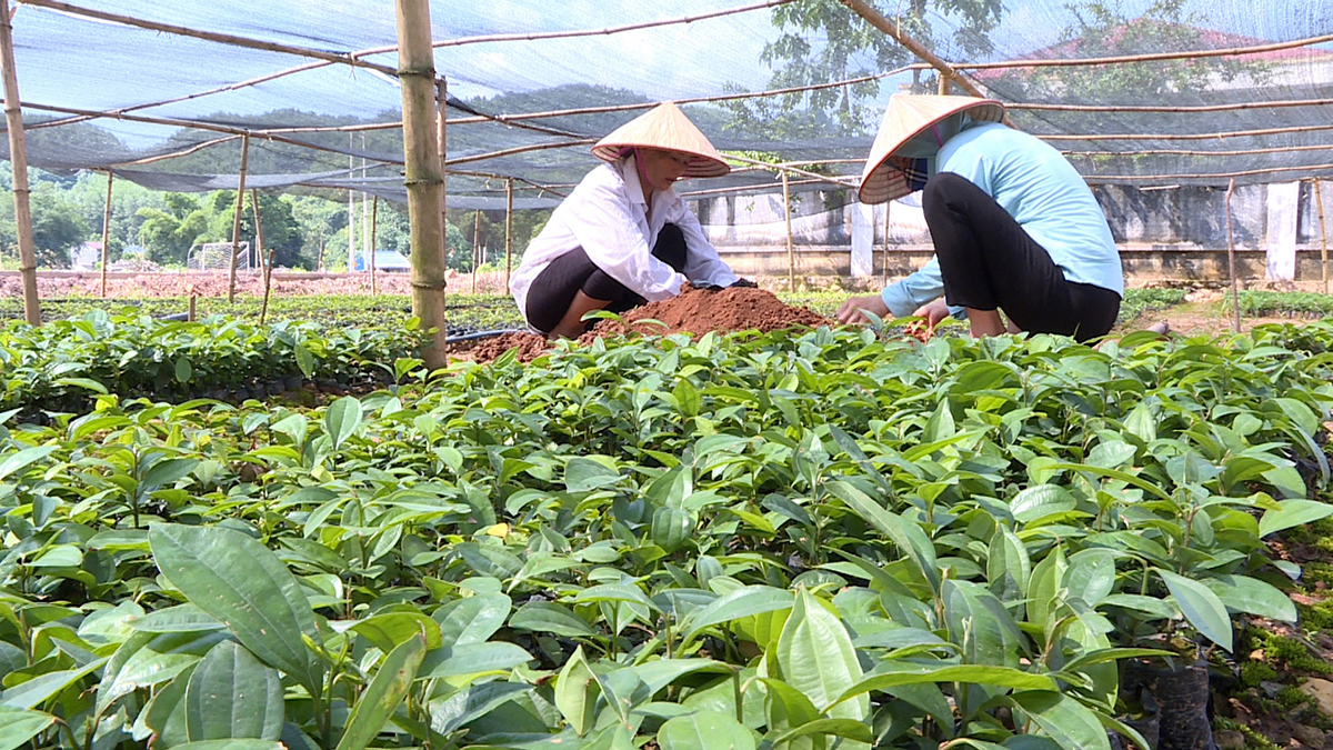 Bước chuyển mình trong đào tạo nghề nông thôn ở Ba Chẽ