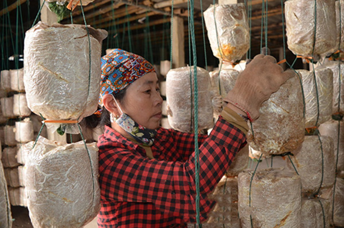 Dạy nghề mở hướng đi mới cho nghề trồng nấm ở Nam Định