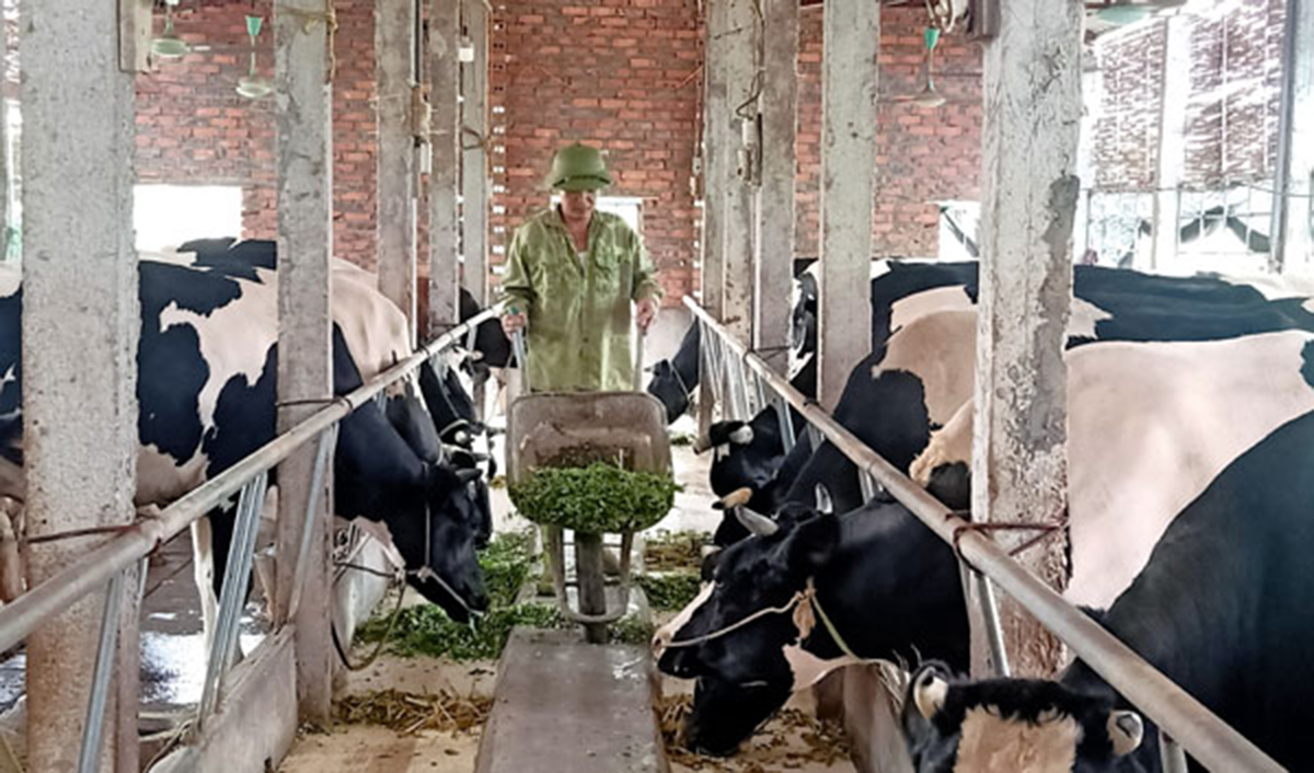Vĩnh Tường phát triển chăn nuôi xanh