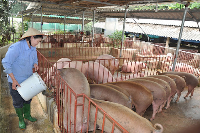 Thị trường nông sản ngày 4/1: Giá lợn hơi tăng nhẹ, cà phê và tiêu 'lặng sóng'