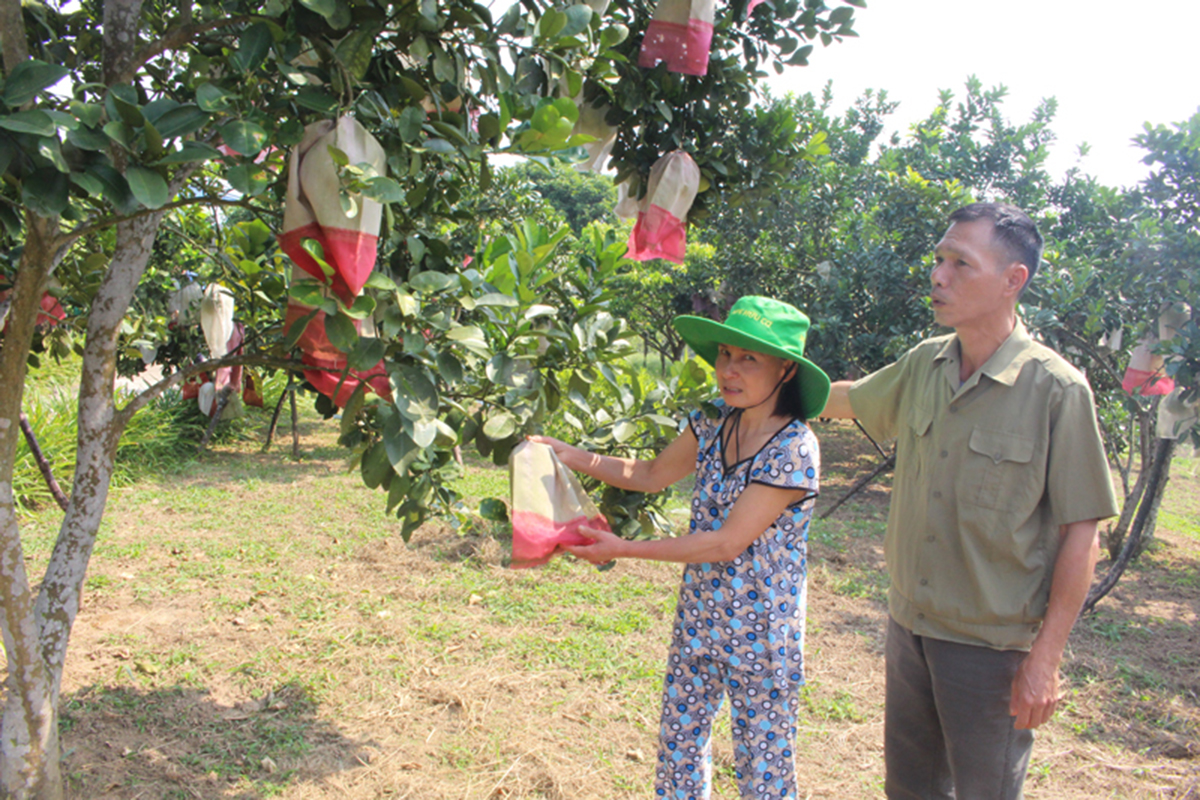Thu bạc tỷ từ liên kết trồng cây ăn quả VietGAP