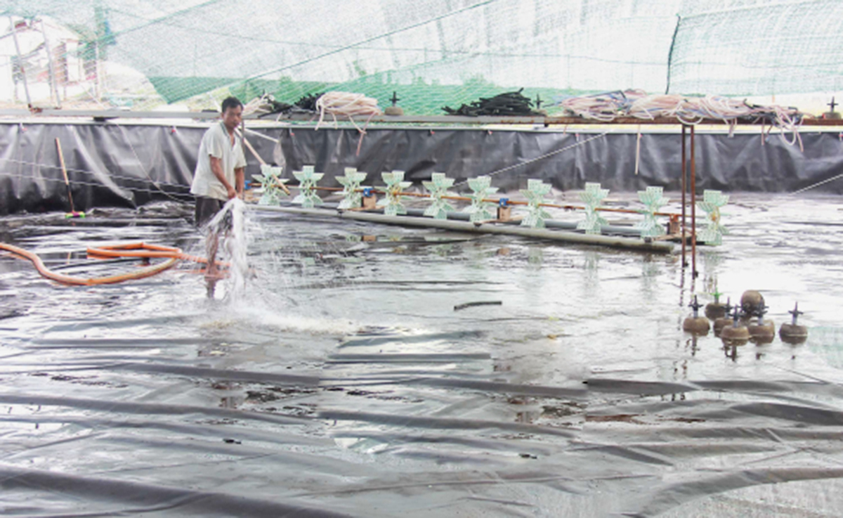 Kinh nghiệm nuôi tôm thẻ chân trắng ở Nam Phú