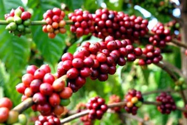 Thị trường nông sản ngày 7/1: Giá cà phê và tiêu giảm, lợn hơi tăng trên cả 3 miền
