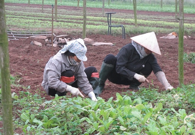 HTX Vũ Anh: Sản xuất theo chuỗi hướng tới phát triển bền vững