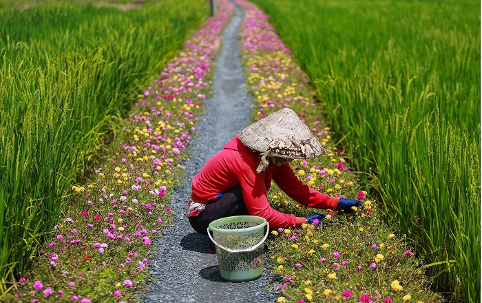 Sóc Trăng: Kinh tế hợp tác, HTX chung tay bảo vệ môi trường
