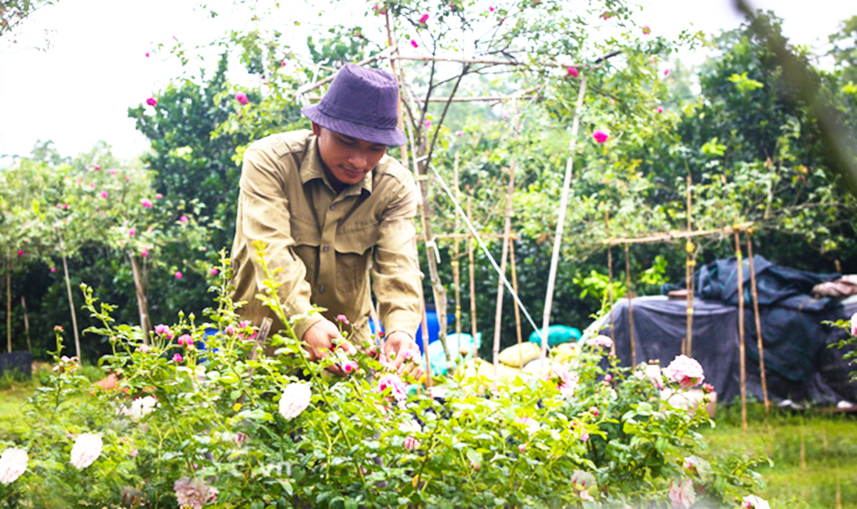 Giấc mơ hoa hồng