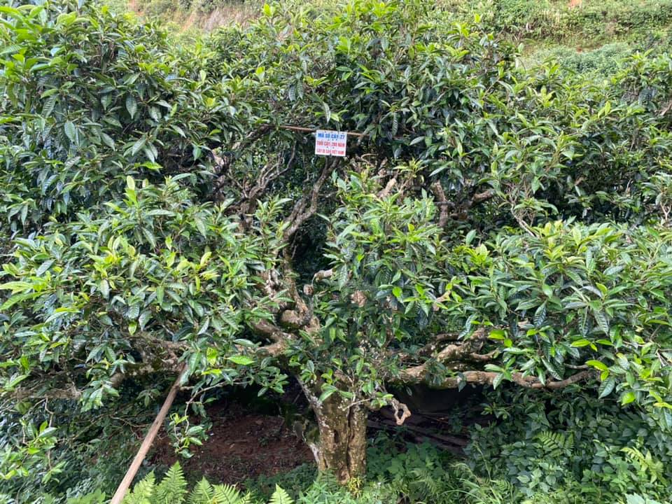 Tà Xùa - trà xanh, mây trắng