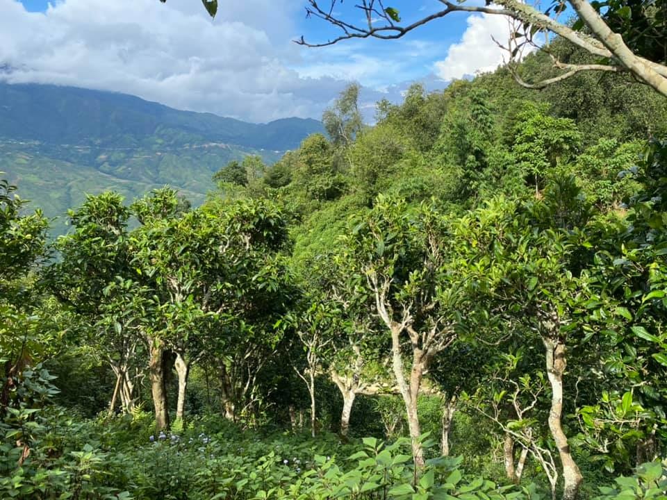 5-Ban-Be-co-nhieu-cay-co-thu-n-7700-3379