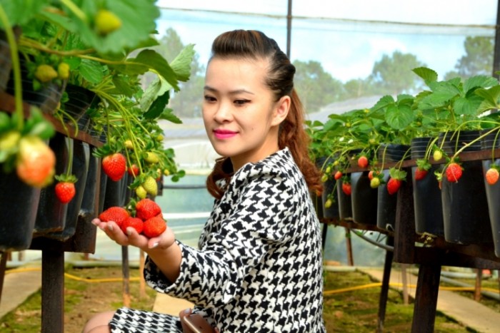 Dâu tây: thú chơi hoa Tết mới