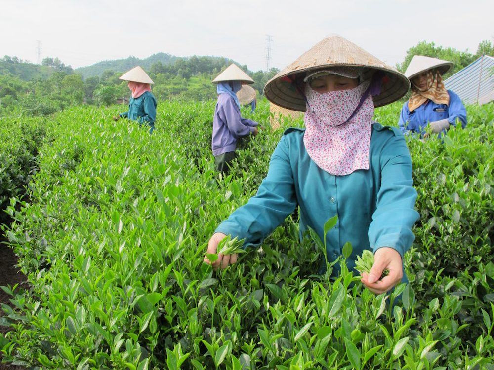 Xuất khẩu chè năm 2021 chưa có dấu hiệu khả quan