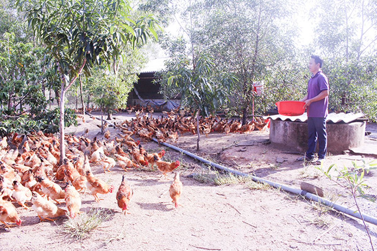 Hiệu quả nuôi gà an toàn sinh học trên vùng 'đất thép'