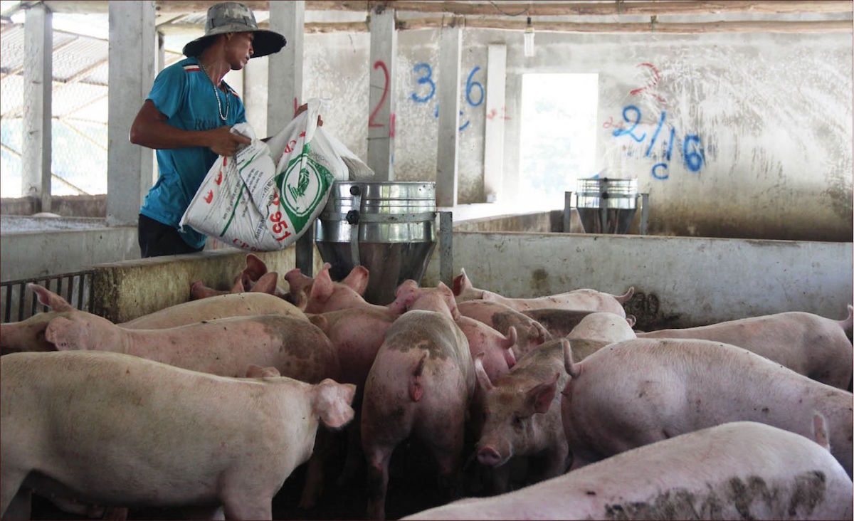Thị trường nông sản ngày 12/1: Giá lợn hơi chạm mốc 84.000 đồng/kg, cà phê và tiêu ổn định