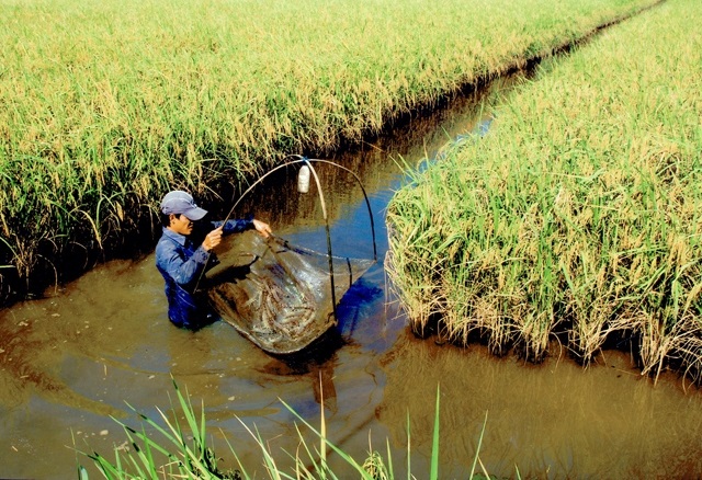 Sản xuất thông minh thích ứng biến đổi khí hậu