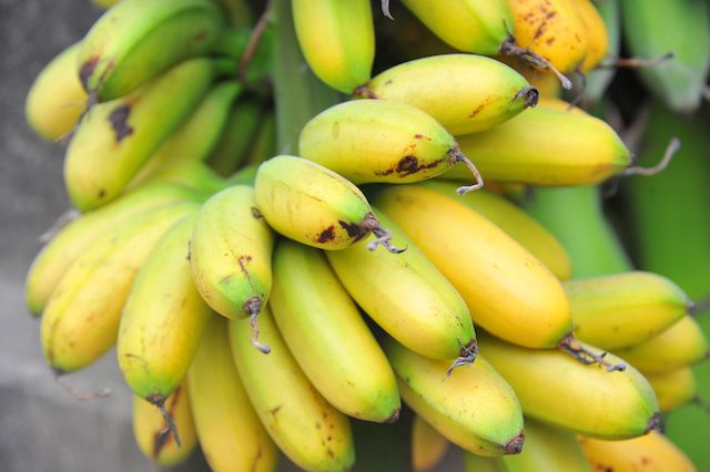 Một lần thăm làng chuối ngự Đại Hoàng
